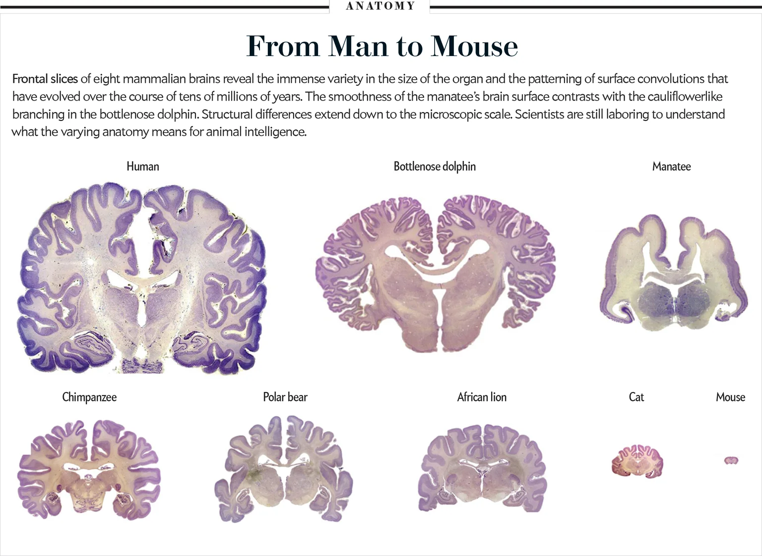 Brain Size of different species