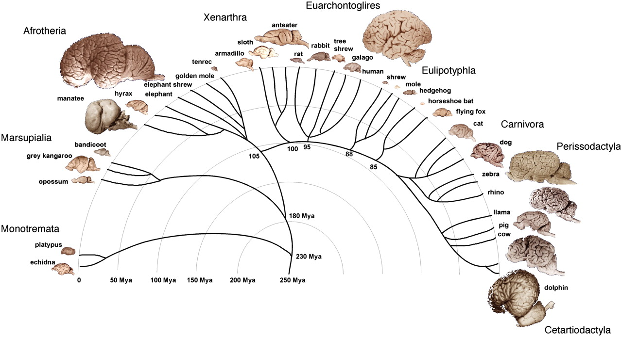 Brain size